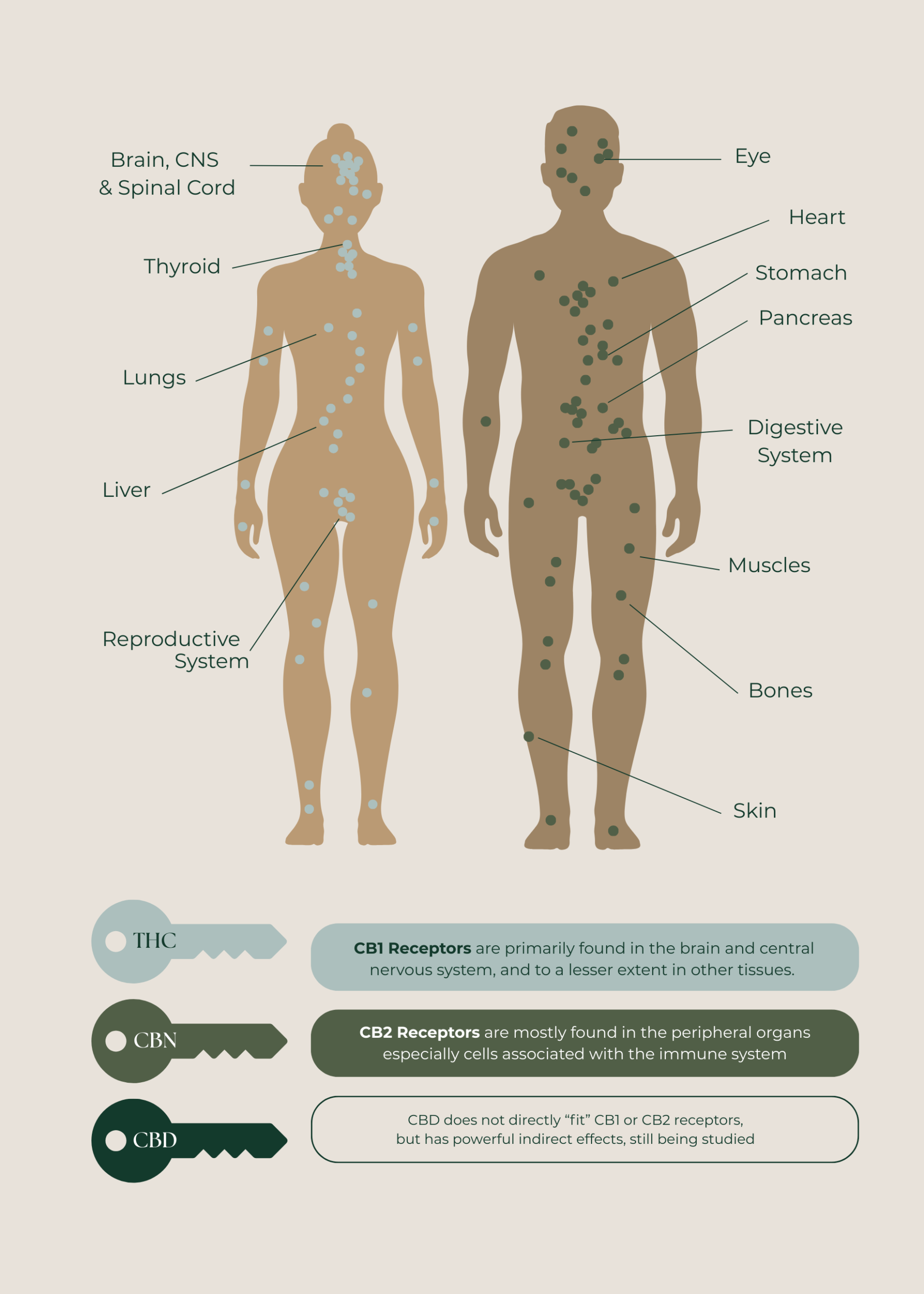 How Cannabis Works - Institute Botanica